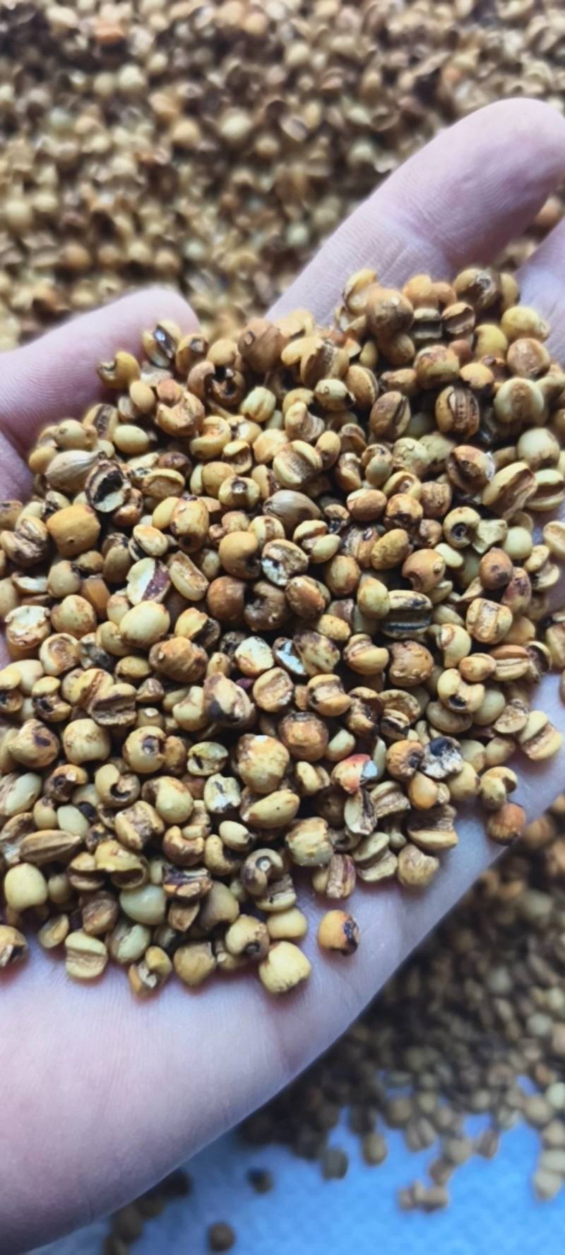炒薏苡仁好统货麸炒薏米仁供应各种中药材产地贵州