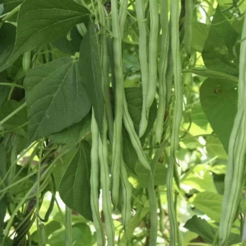 航天一号无筋架豆种子四季豆种子荚长可达38公分