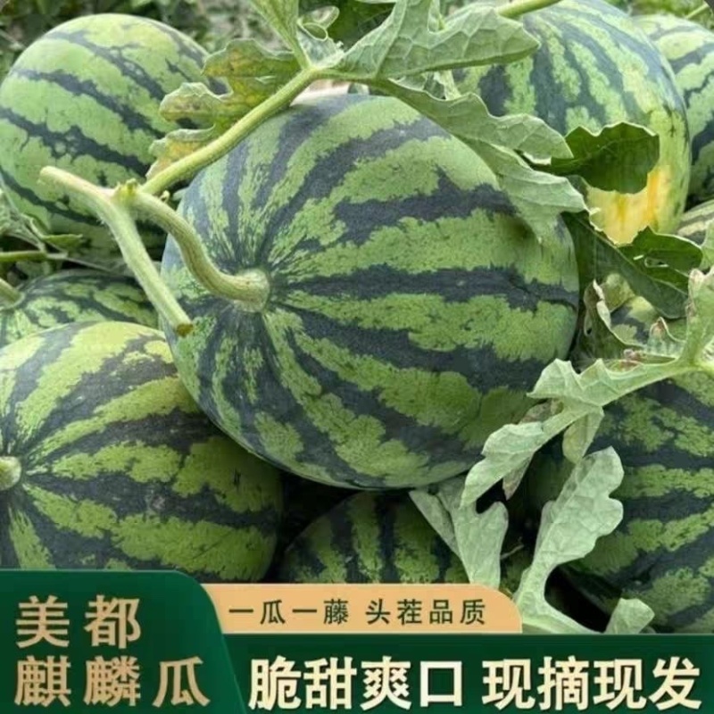 山东头茬美都西瓜现摘现发保熟保甜包运输脆甜