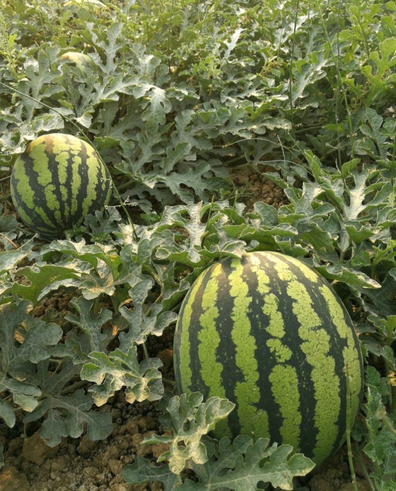 山东头茬美都西瓜现摘现发保熟保甜包运输脆甜