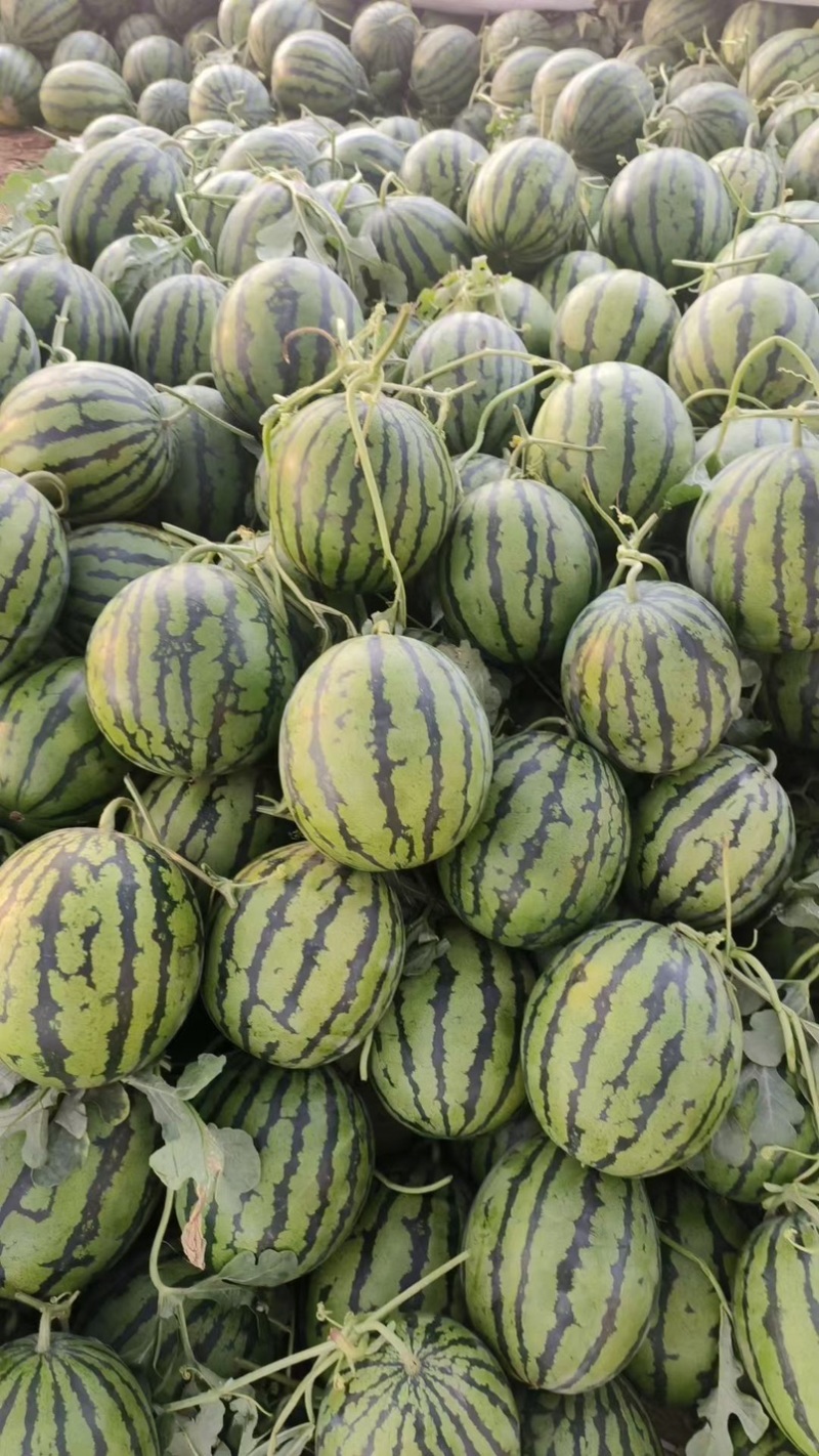 山东头茬美都西瓜现摘现发保熟保甜包运输脆甜