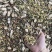 三高茶养生茶有牛蒡根茶内涵多种配料干净无杂质煮水泡水批发
