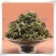 珍珠透骨草中药材精选透骨草野生透骨草透骨草泡脚