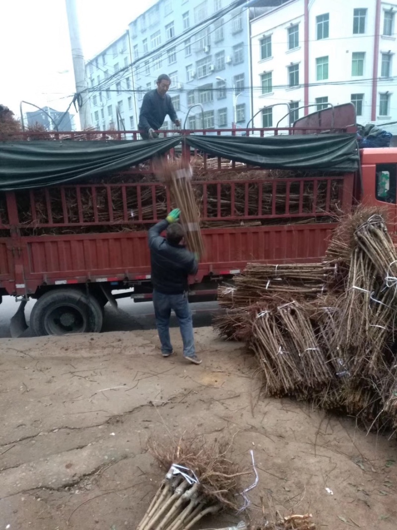 四川青脆李苗规格齐全基地直发欢迎看货选货需要电联