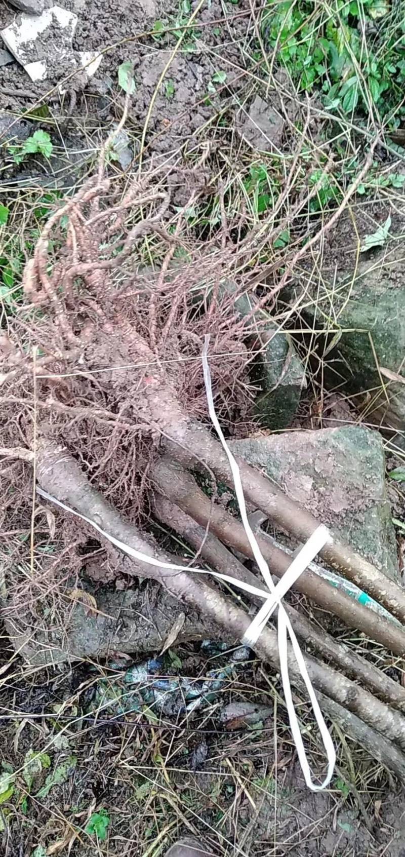 四川青脆李苗规格齐全基地直发欢迎看货选货需要电联