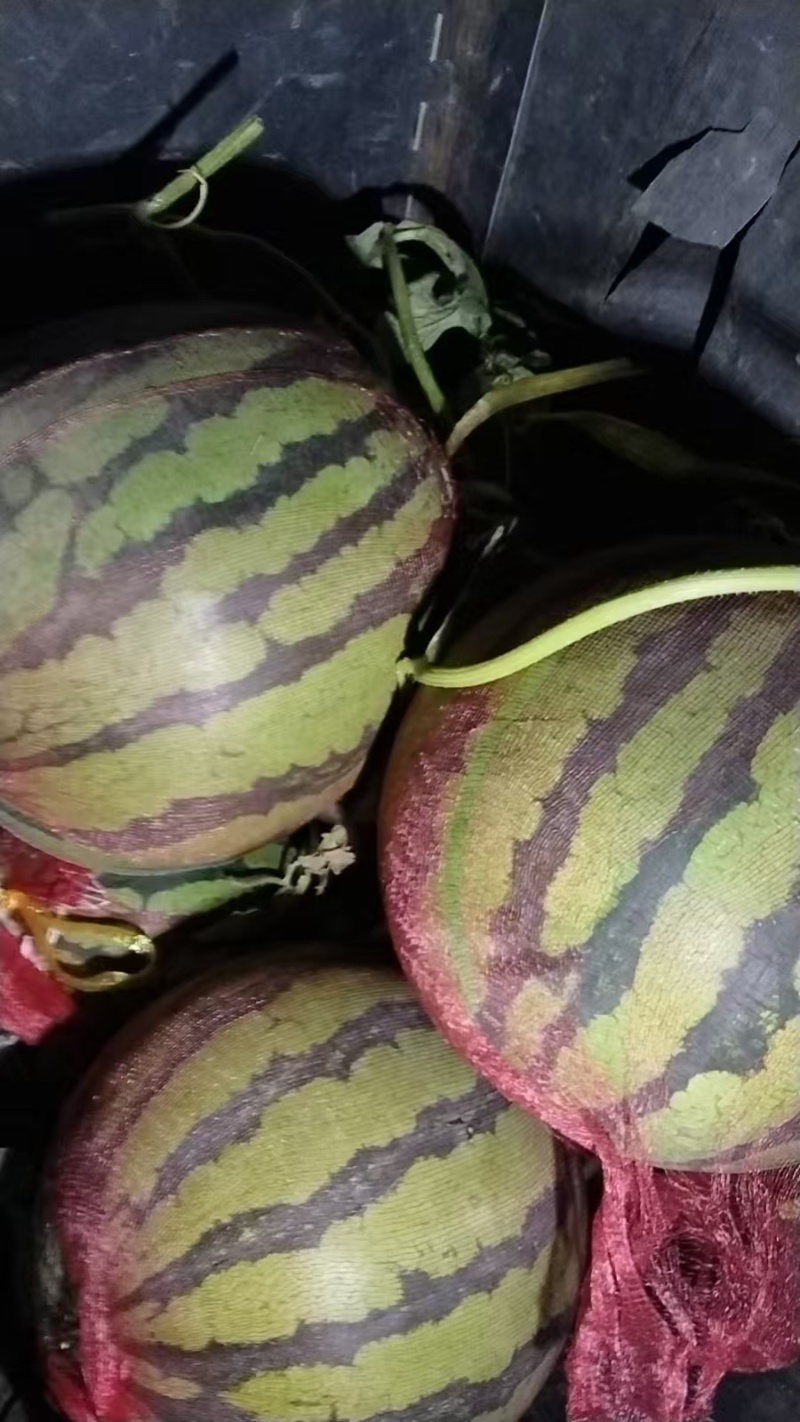 西瓜美都西瓜现摘现发