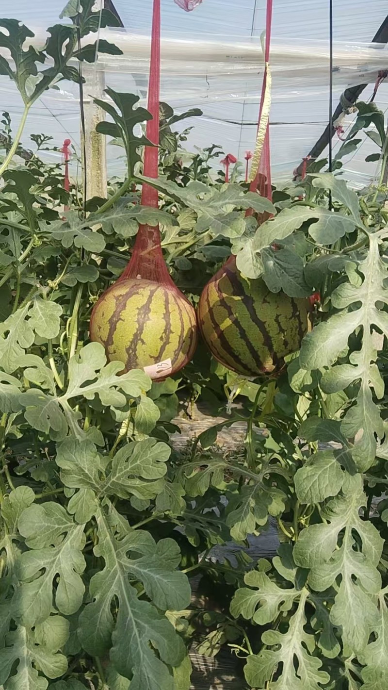 西瓜美都西瓜现摘现发