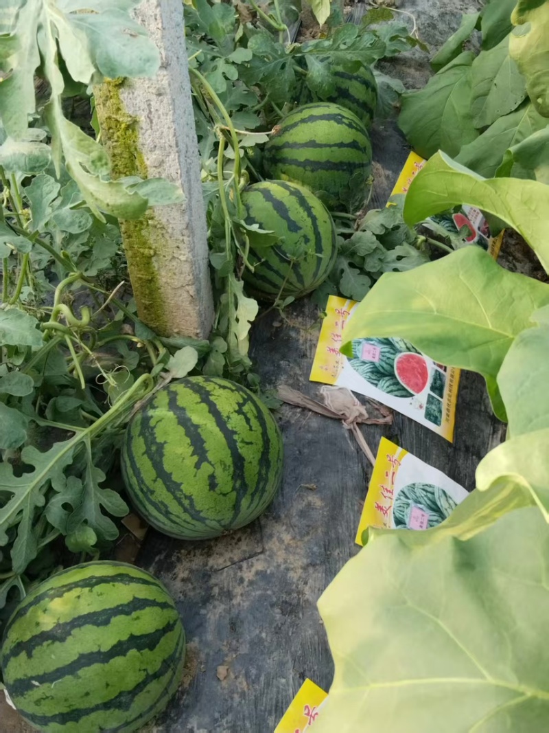 西瓜美都西瓜现摘现发