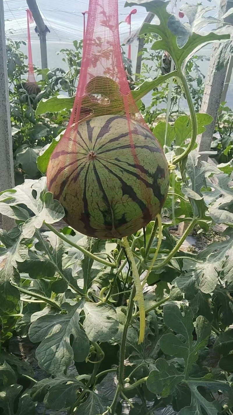 西瓜美都西瓜现摘现发
