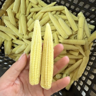 去皮玉米笋