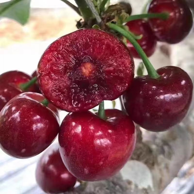 美早樱桃万亩樱桃产地直发，货源充足，萨米托