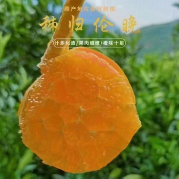 春橙伦晚