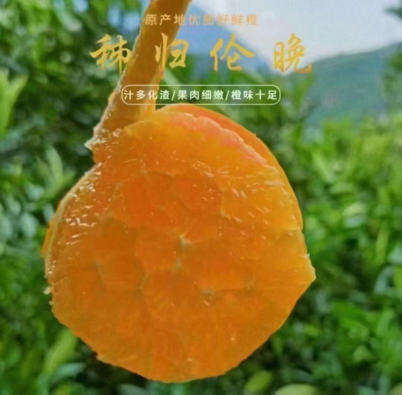 春橙伦晚