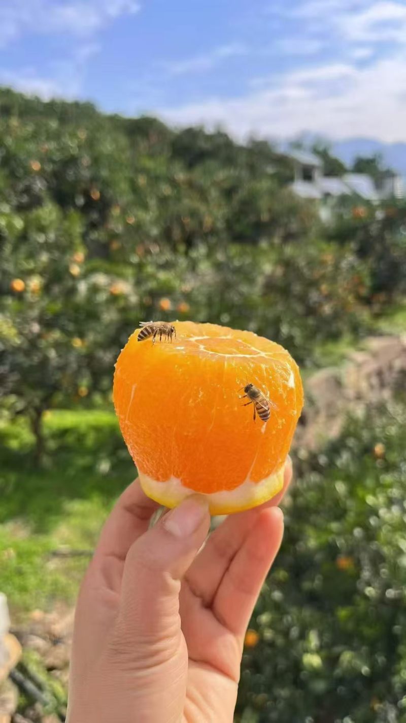 春橙伦晚