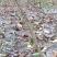 四川红灯车厘子樱桃苗大小规格都有量大从优