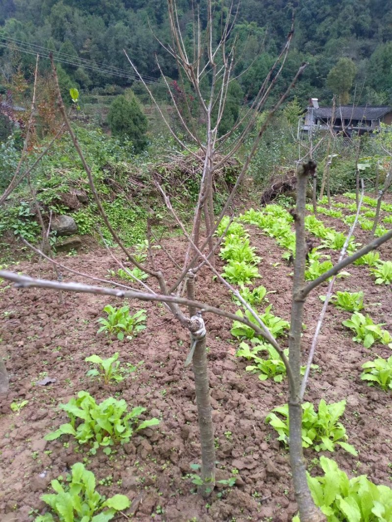 四川红灯车厘子樱桃苗大小规格都有量大从优