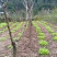 四川红灯车厘子樱桃苗大小规格都有量大从优