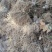 四川猕猴桃苗红心猕猴桃苗基地直发规格齐全