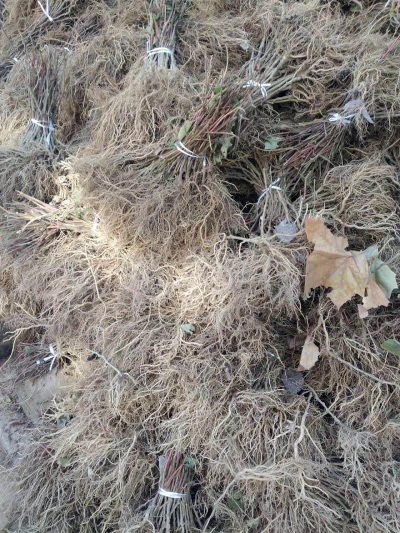 四川猕猴桃苗红心猕猴桃苗基地直发规格齐全