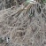 四川猕猴桃苗红心猕猴桃苗基地直发规格齐全