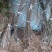 四川猕猴桃苗红心猕猴桃苗基地直发规格齐全