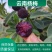 云南石屏茡荠梅，全国大量接单