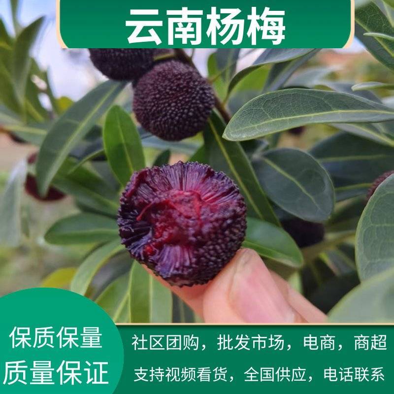 云南石屏茡荠梅，全国大量接单