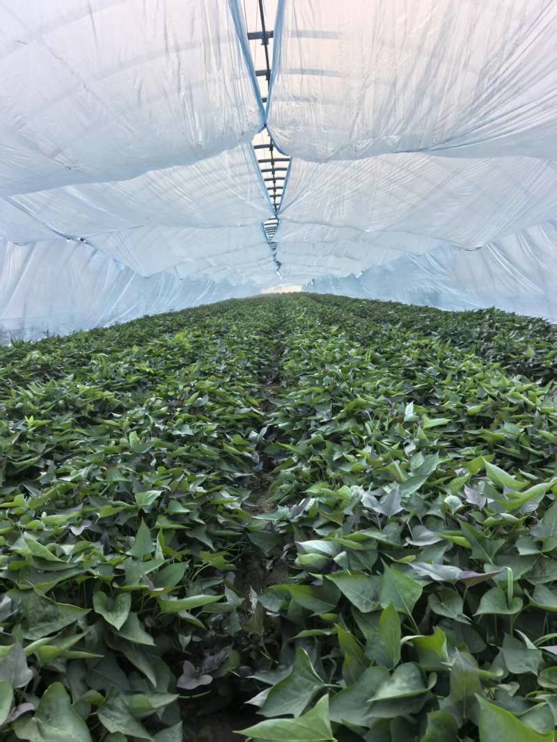 河南濮阳脱毒西瓜红红薯苗大型育苗基地提供技术指导