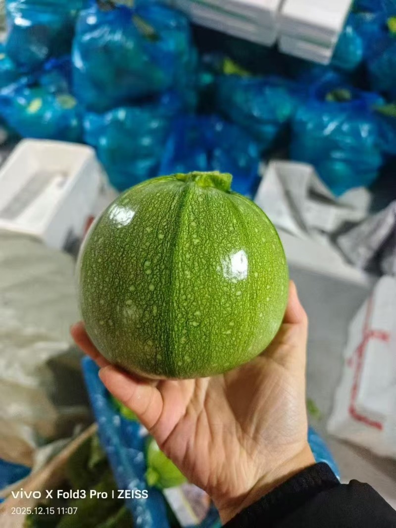 嫩南瓜圆西葫芦产地直销量大从优