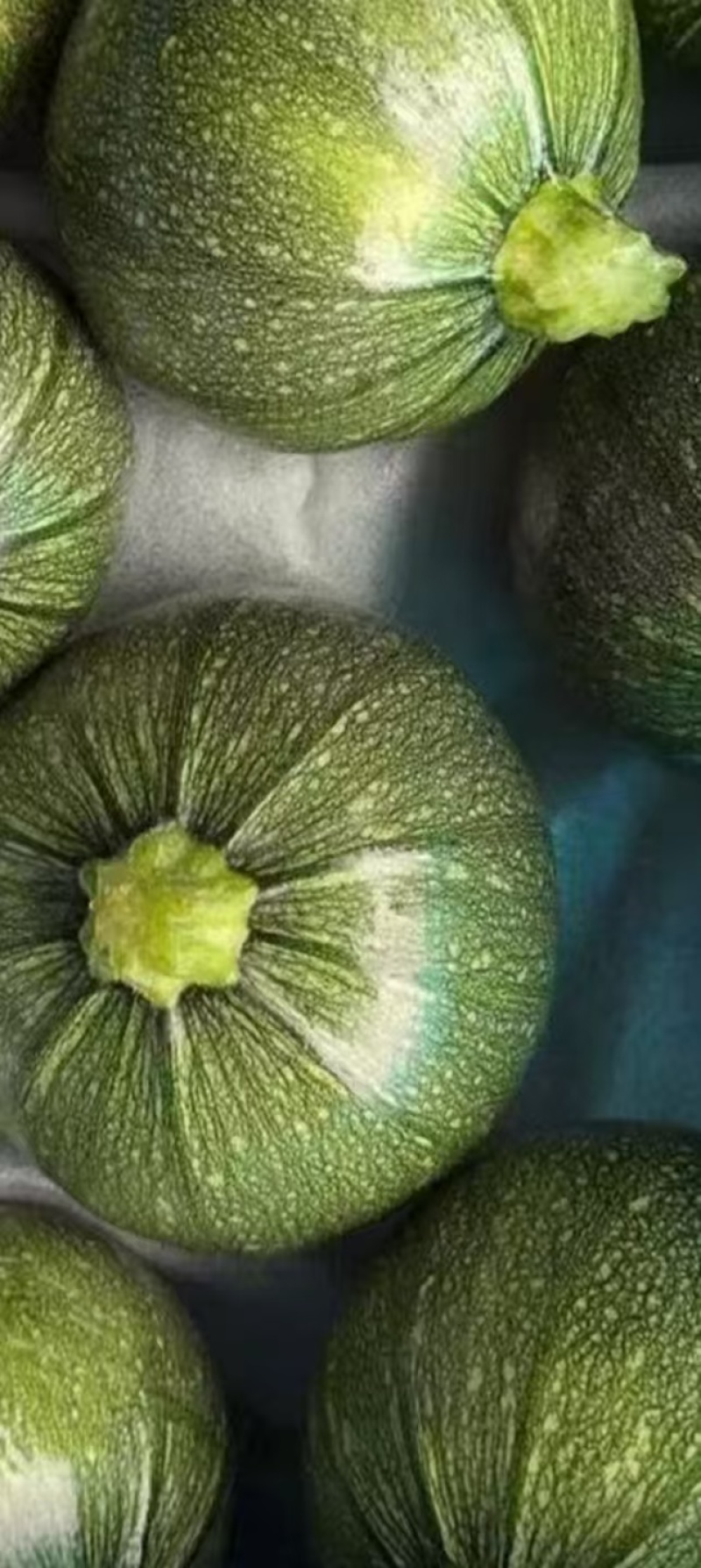 嫩南瓜圆西葫芦产地直销量大从优