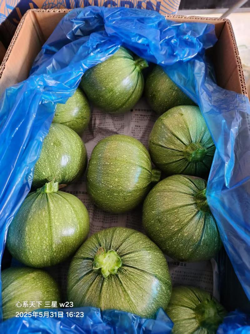 嫩南瓜圆西葫芦产地直销量大从优