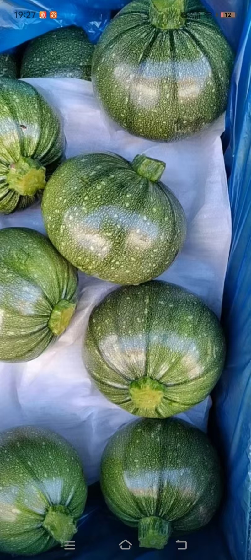 嫩南瓜圆西葫芦产地直销量大从优