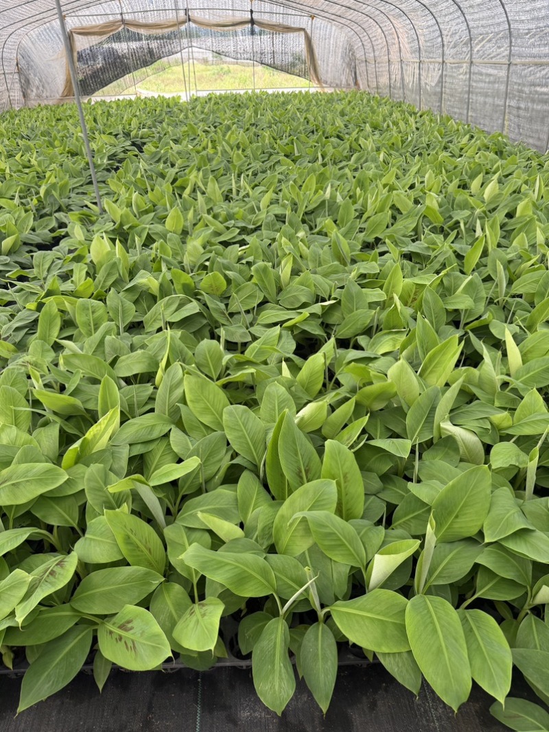 香蕉苗，威廉斯b6，巴西，桂蕉一号高产量价格优惠基地直发