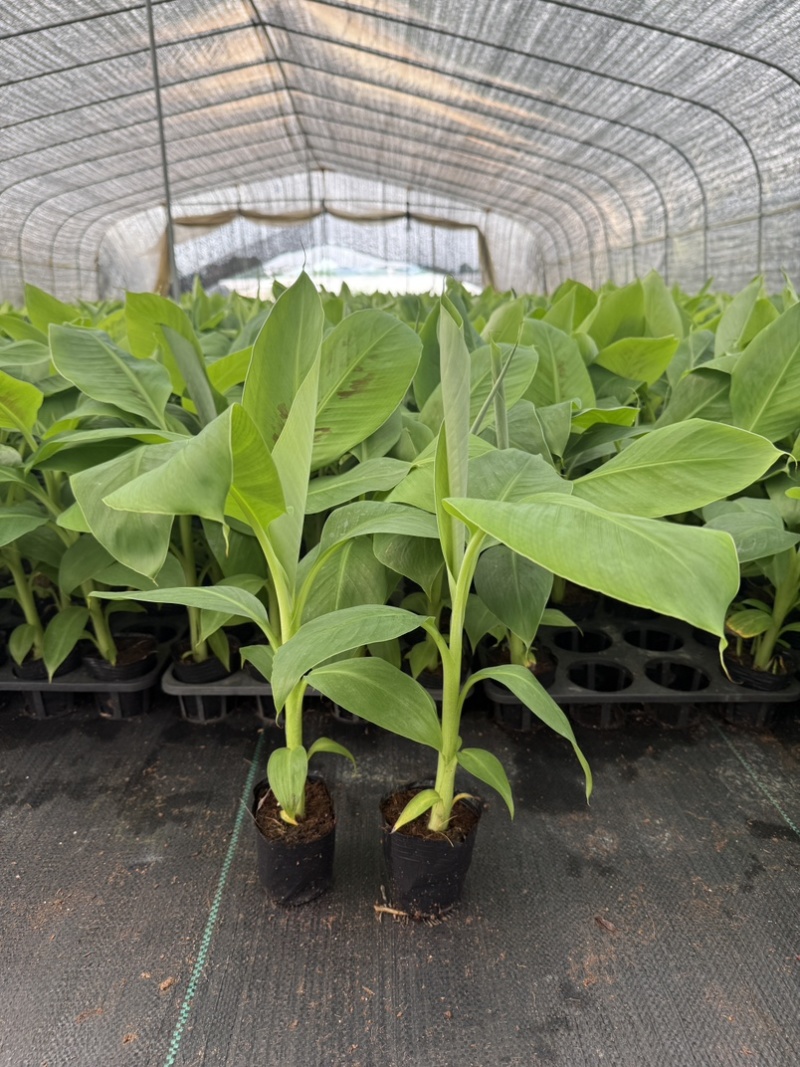 香蕉苗，威廉斯b6，巴西，桂蕉一号高产量价格优惠基地直发