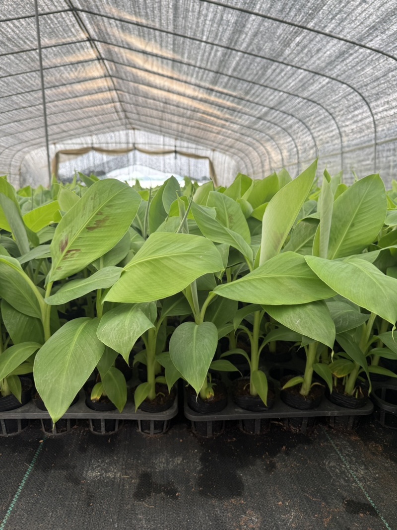 香蕉苗，威廉斯b6，巴西，桂蕉一号高产量价格优惠基地直发