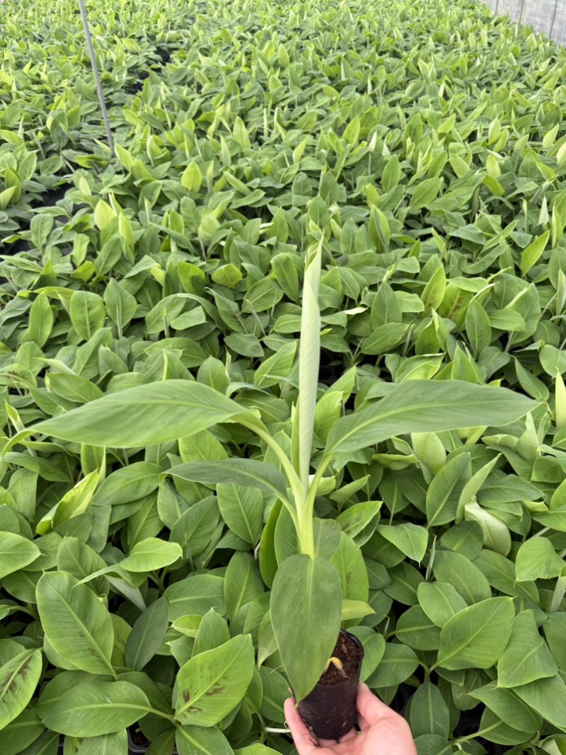 香蕉苗，威廉斯b6，巴西，桂蕉一号高产量价格优惠基地直发