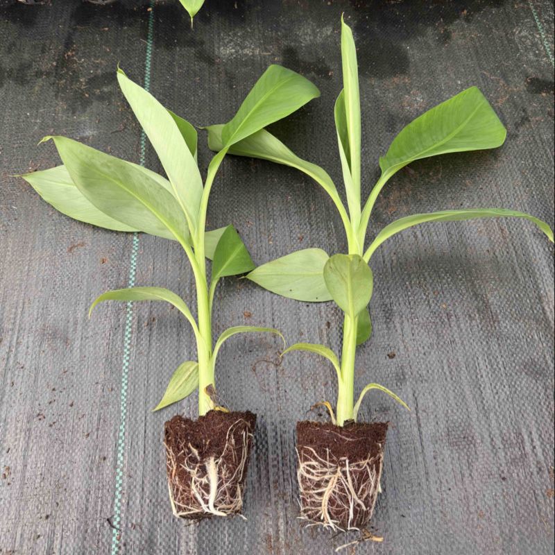 香蕉苗，威廉斯b6，巴西，桂蕉一号高产量价格优惠基地直发