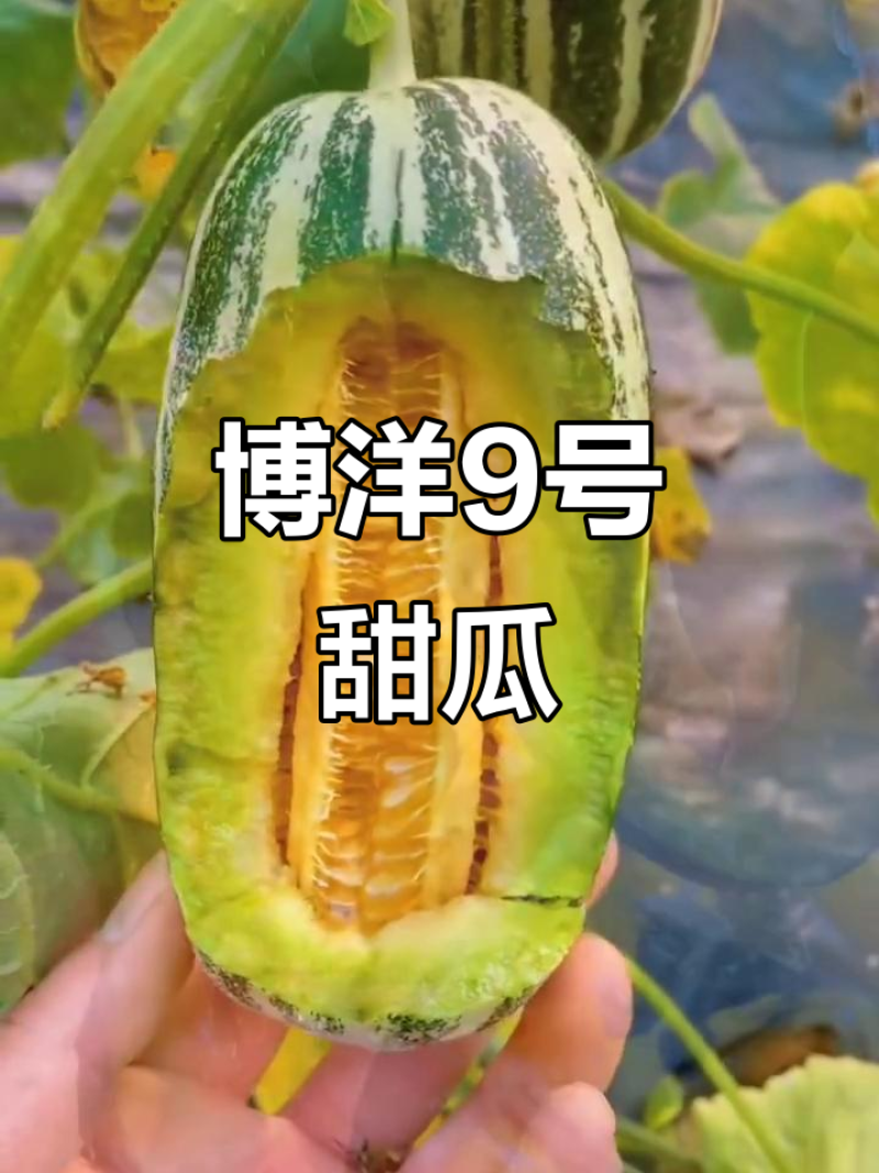 博洋九甜瓜山东博洋甜瓜博洋9号甜瓜潍坊博洋甜瓜大量上市了