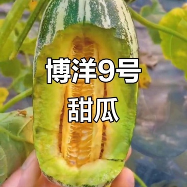 博洋九甜瓜山东博洋甜瓜博洋9号甜瓜潍坊博洋甜瓜大量上市了