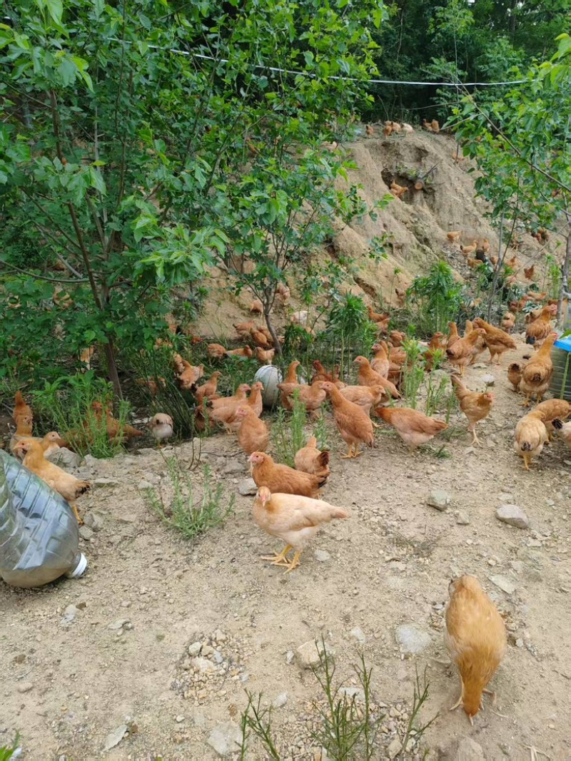 高山放养苏禽土鸡高产下蛋鸡产地直供欢迎选购
