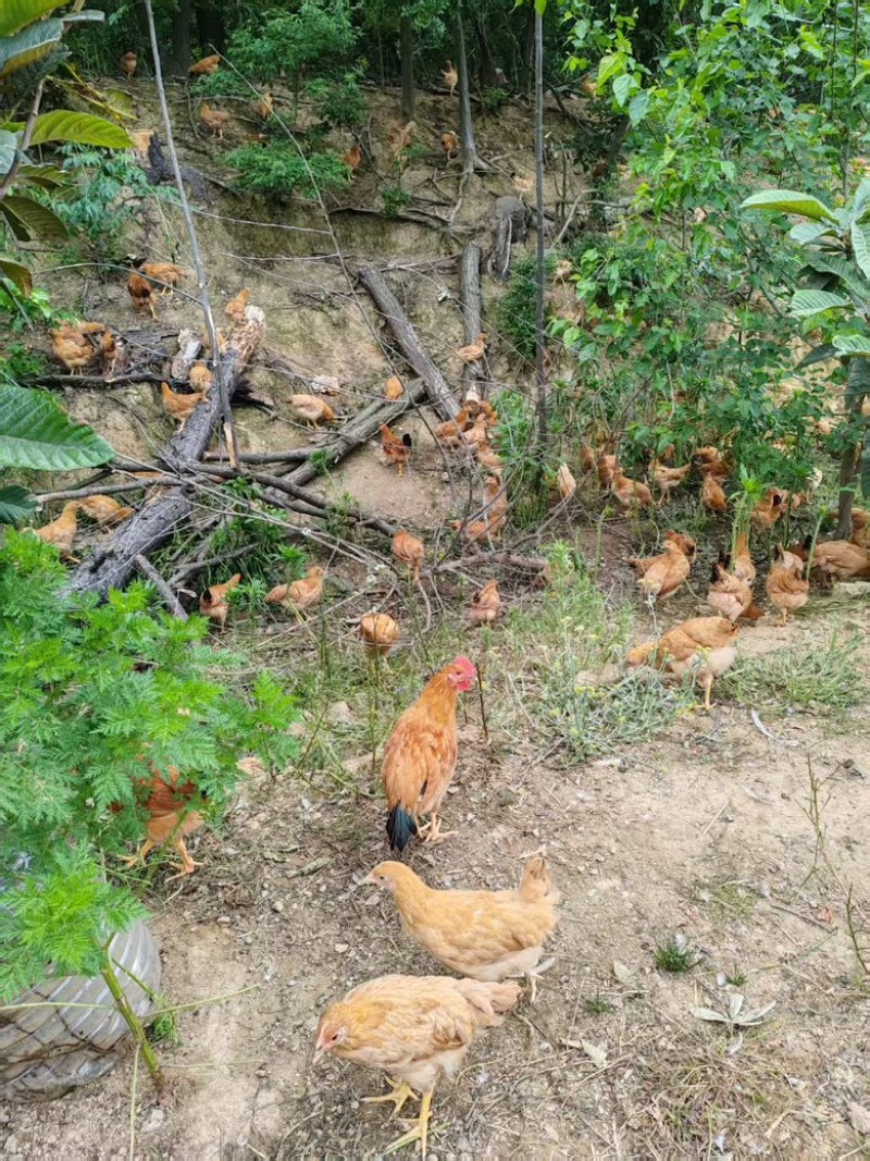 高山放养苏禽土鸡高产下蛋鸡产地直供欢迎选购