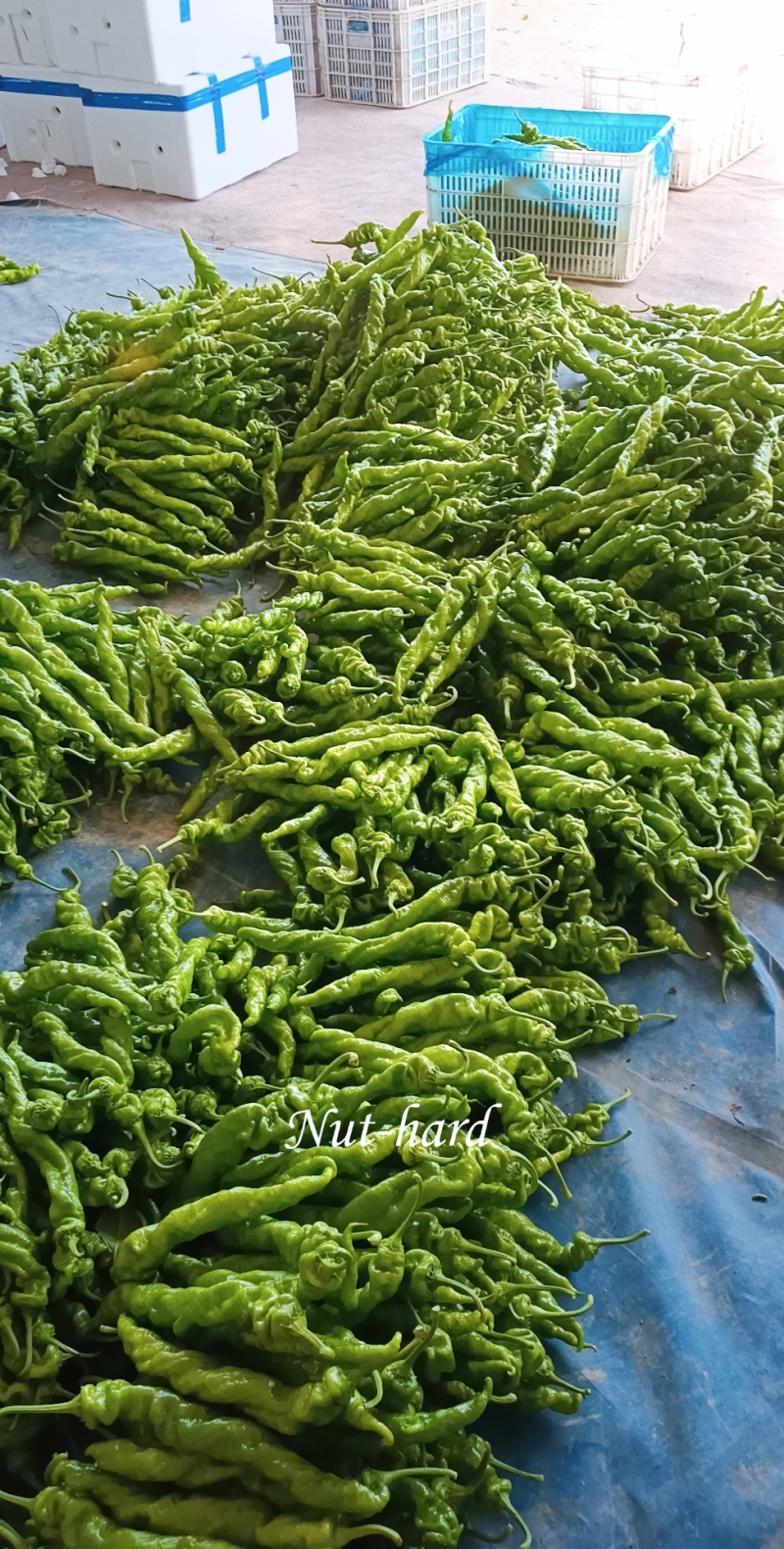 莘县螺丝椒产地直销，新鲜上市，全国代发包装一条龙，
