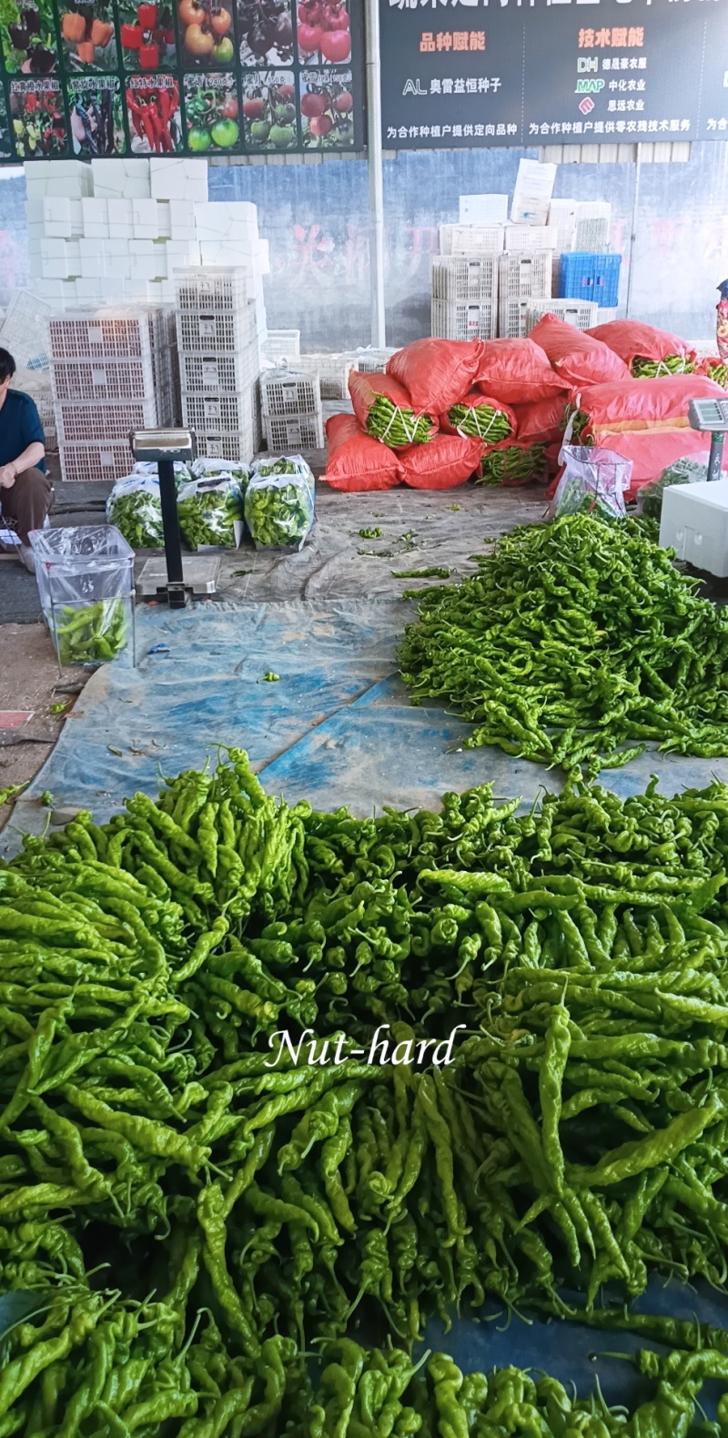 莘县螺丝椒产地直销，新鲜上市，全国代发包装一条龙，