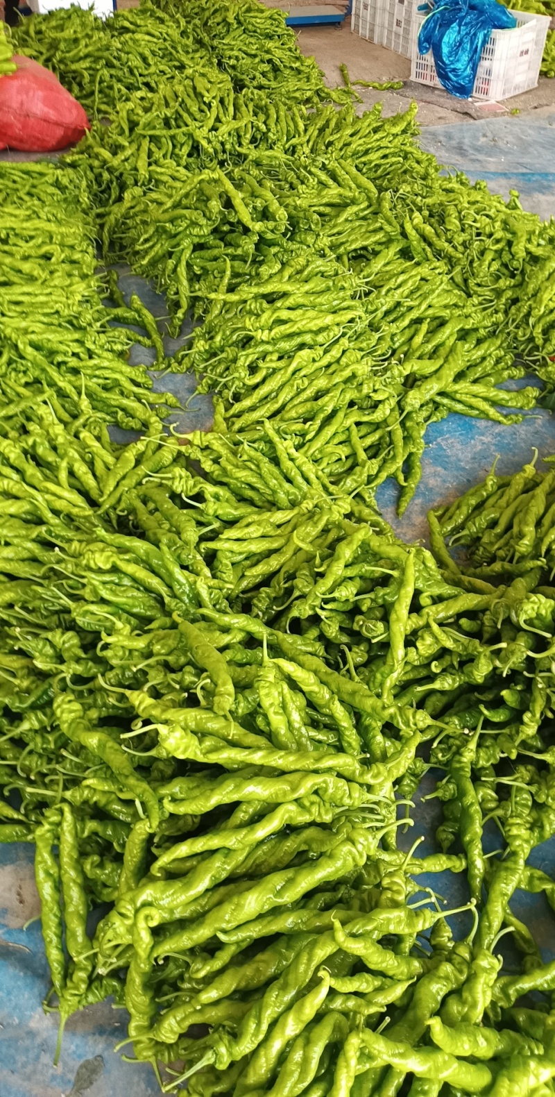 莘县螺丝椒产地直销，新鲜上市，全国代发包装一条龙，