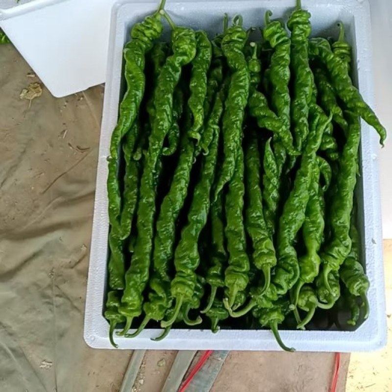 莘县螺丝椒产地直销，新鲜上市，全国代发包装一条龙，