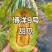 博洋九甜瓜博洋甜瓜价格实惠运输便利欢迎电联货发全国