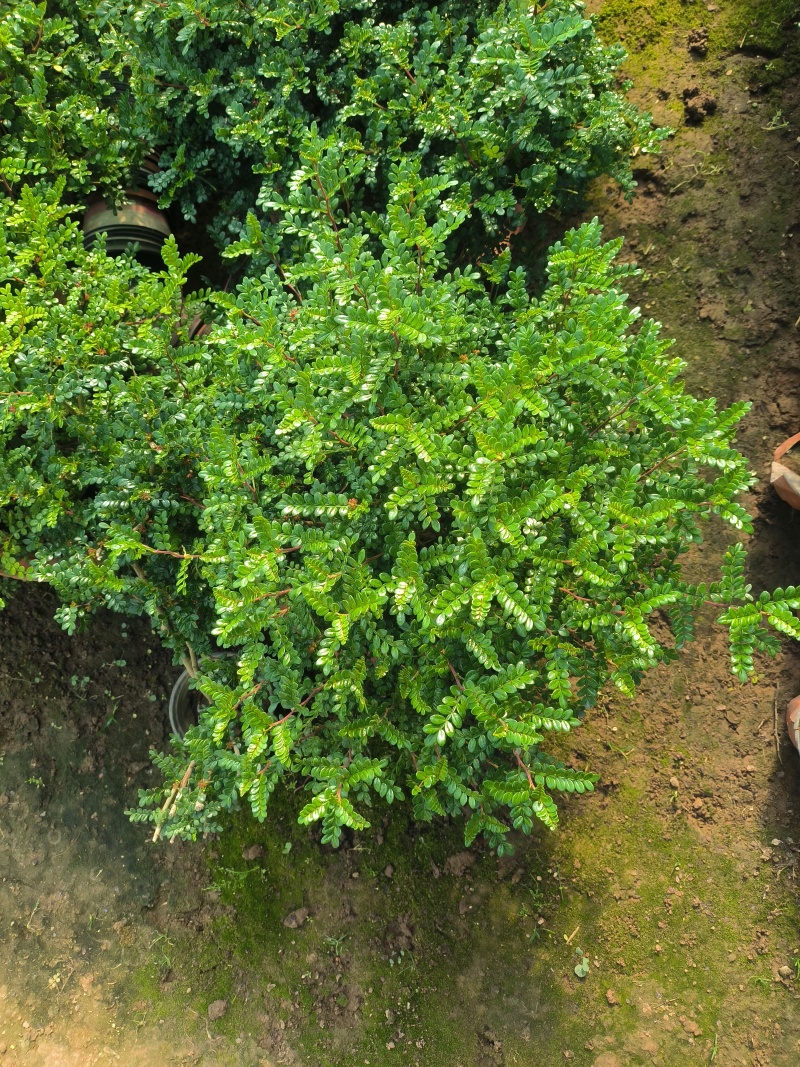 清香木