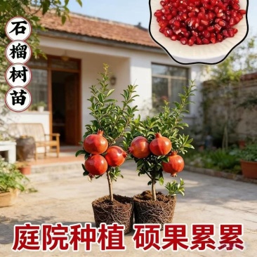 蒙阳红石榴树苗大果纯甜盆栽地栽阳台果树石榴苗庭院种植