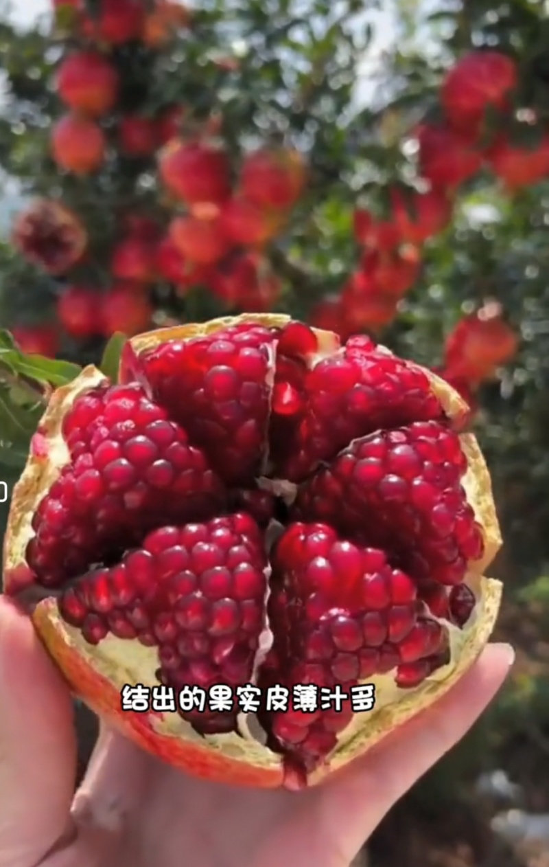 蒙阳红石榴树苗大果纯甜盆栽地栽阳台果树石榴苗庭院种植