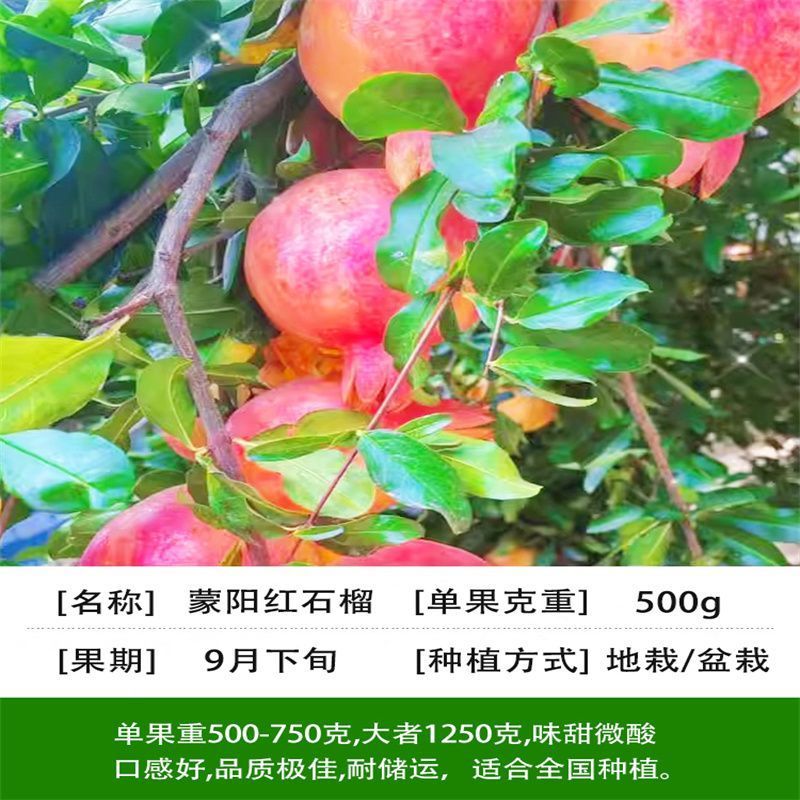 蒙阳红石榴树苗大果纯甜盆栽地栽阳台果树石榴苗庭院种植